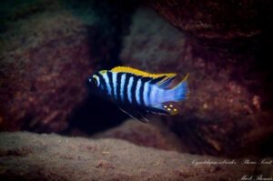 Cynotilapia zebroides 'Phowo Point'